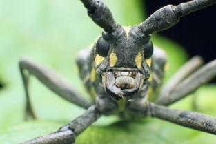 天牛哥最新爆料新闻,最新爆料新闻背后的惊人真相